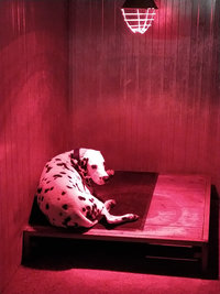 Chauffages des boxs chiens